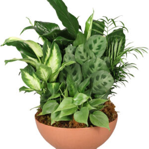 Gift of Green Dish Garden of Plants