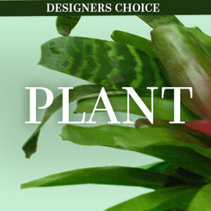 LOVELY PLANT