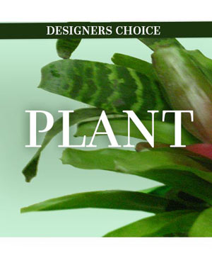 LOVELY PLANT